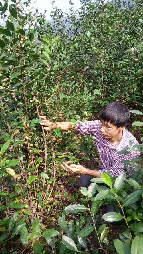 农业故事 王碧林 与茶结缘一生